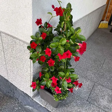 In Im Paznaun 691 Daire *